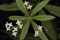 Galium acutum